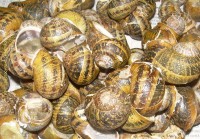 Escargot Festival