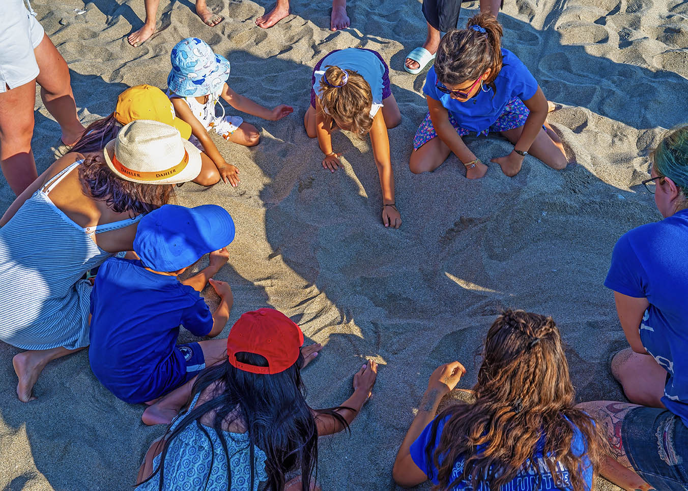 Sea Turtle Beach Walk