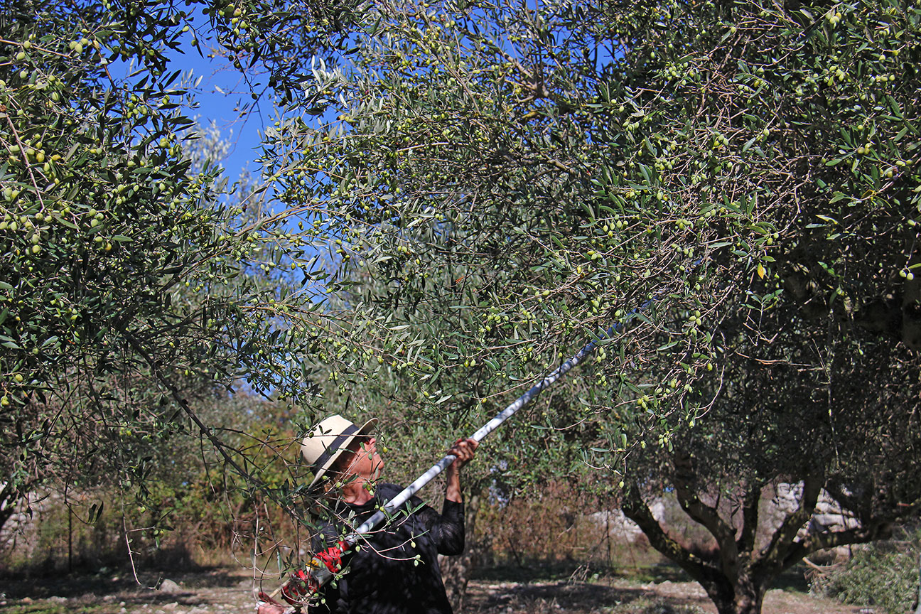 Olive Harvest Experience