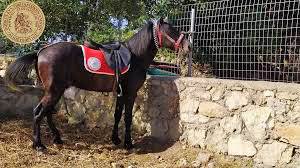 Yiorgalid horse